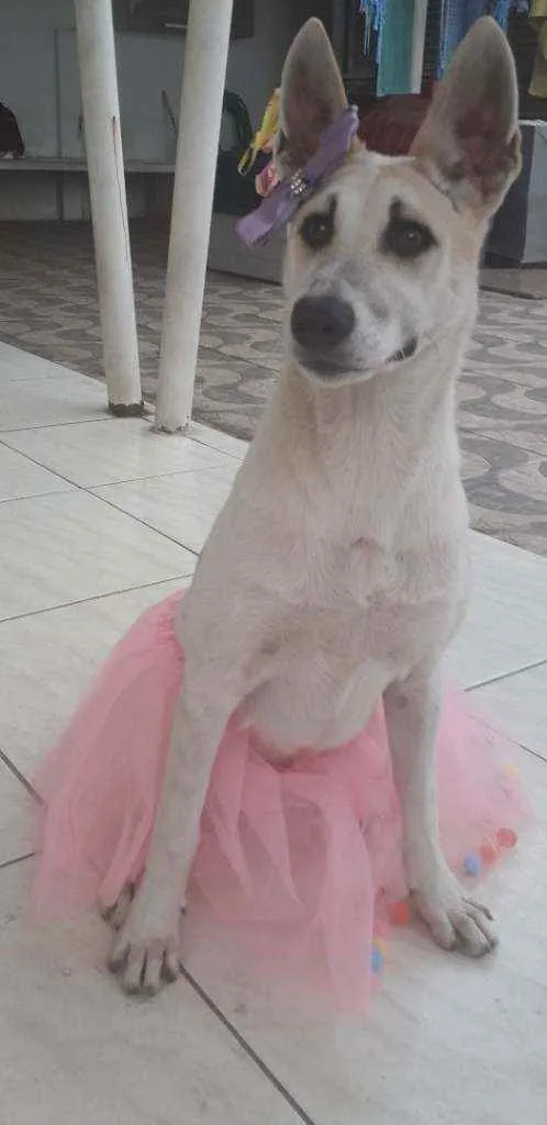 Cachorro ra a SRD idade 7 a 11 meses nome Valentina