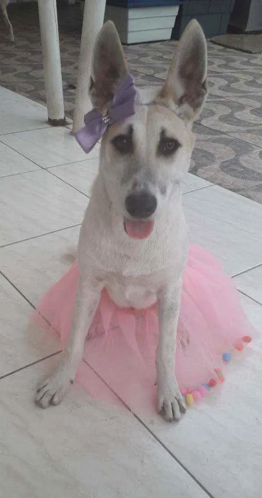 Cachorro ra a SRD idade 7 a 11 meses nome Valentina