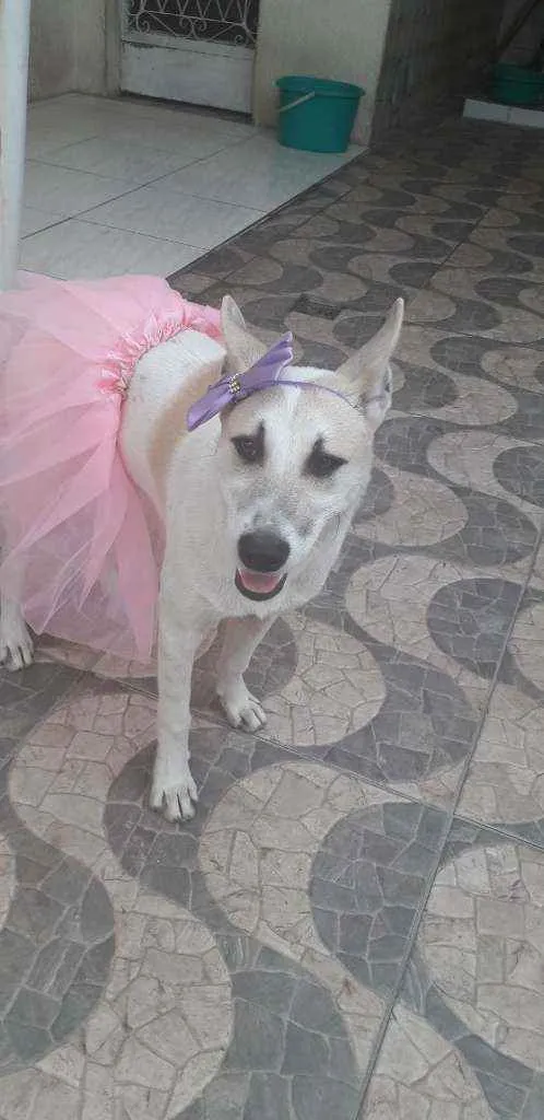 Cachorro ra a SRD idade 7 a 11 meses nome Valentina