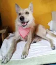 Lobinho