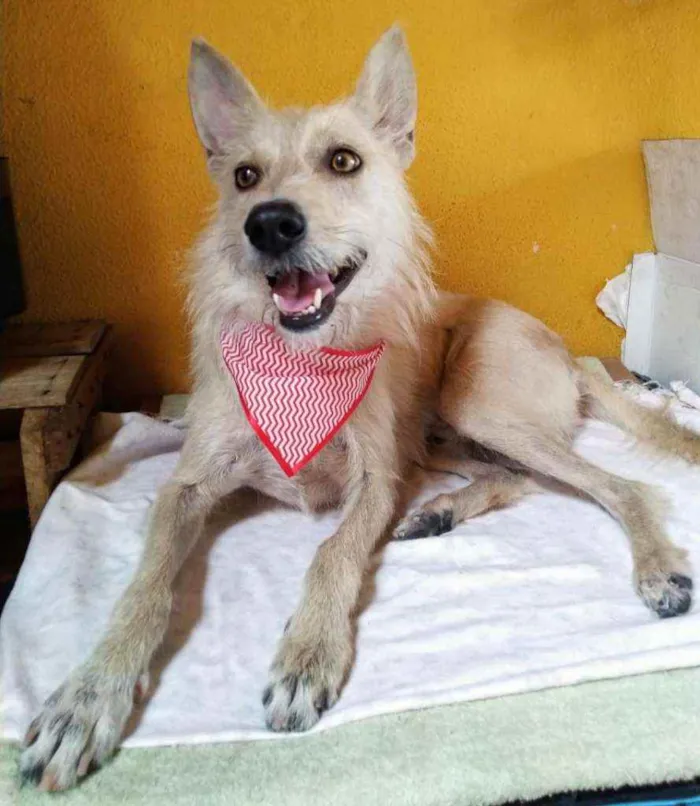 Cachorro ra a Srd idade 5 anos nome Lobinho