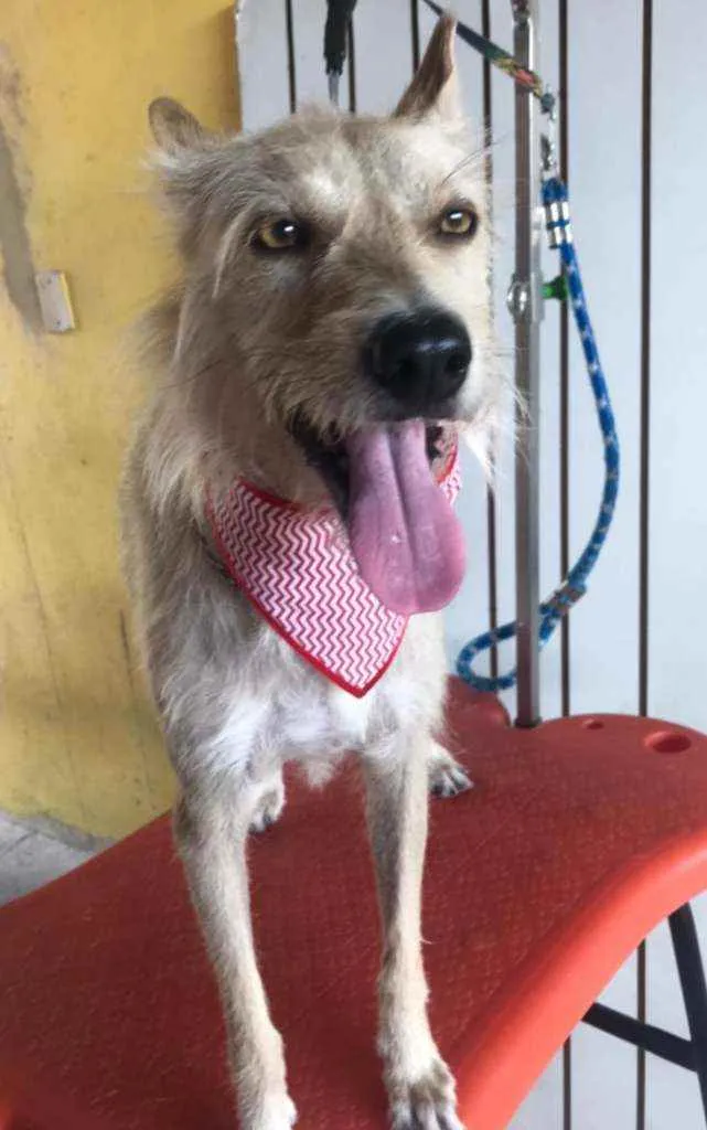 Cachorro ra a Srd idade 5 anos nome Lobinho