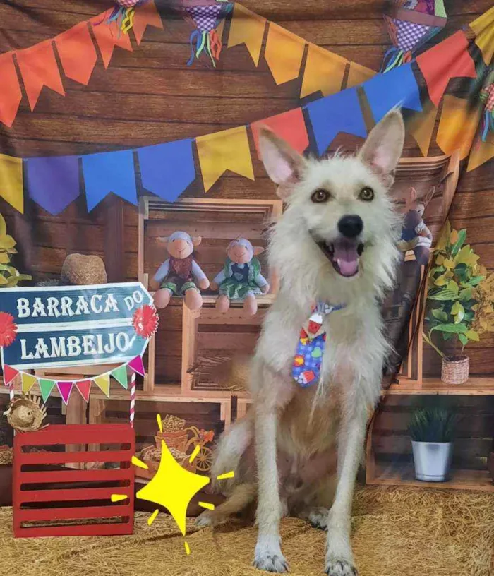 Cachorro ra a Srd idade 5 anos nome Lobinho