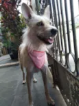 Lobinho