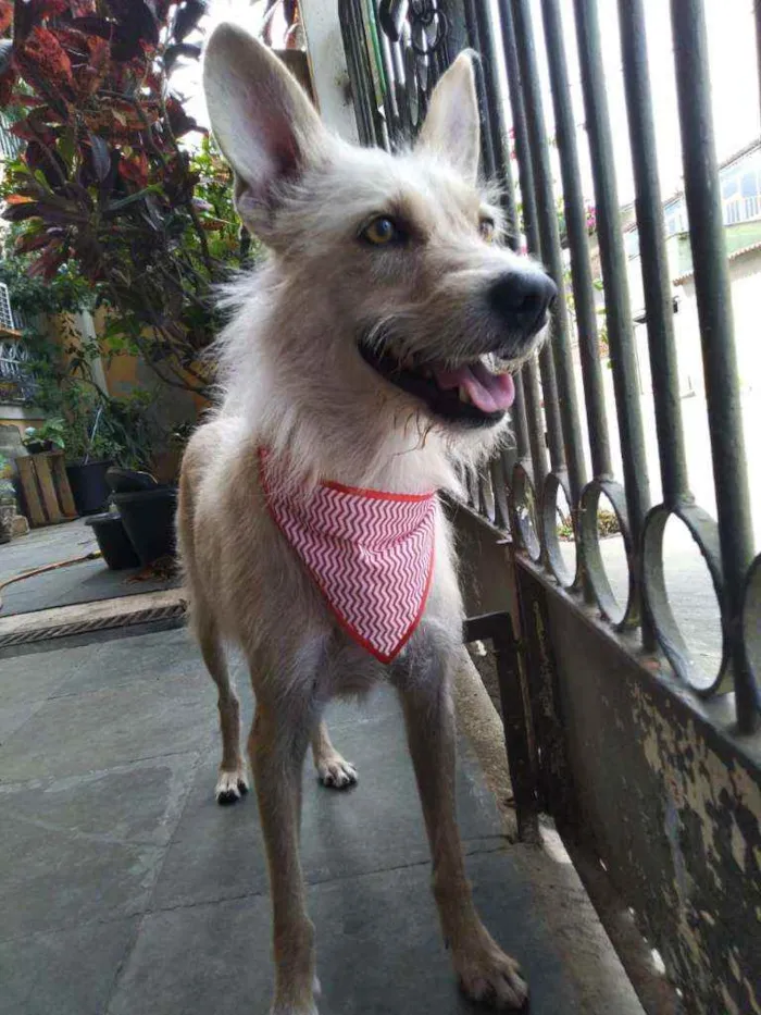 Cachorro ra a Srd idade 5 anos nome Lobinho