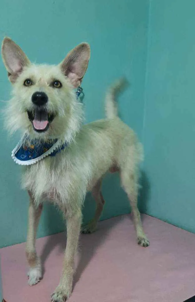 Cachorro ra a Srd idade 5 anos nome Lobinho