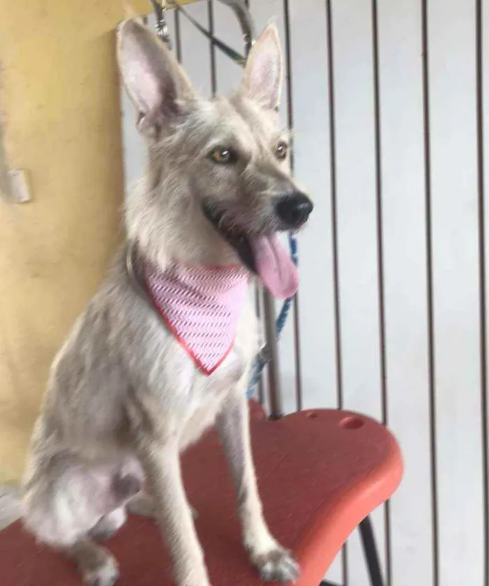 Cachorro ra a Srd idade 5 anos nome Lobinho