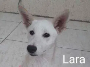 Cachorro raça SRD idade 7 a 11 meses nome Lara
