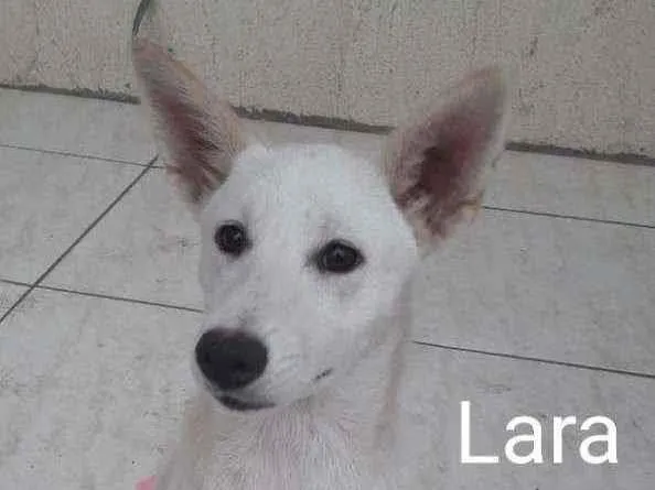 Cachorro ra a SRD idade 7 a 11 meses nome Lara