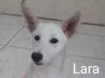 Lara