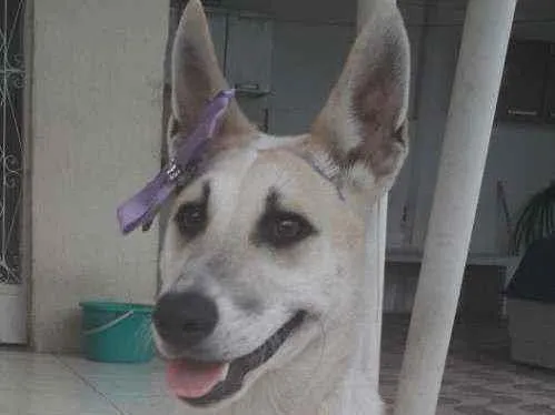 Cachorro ra a SRD idade 7 a 11 meses nome Valentina