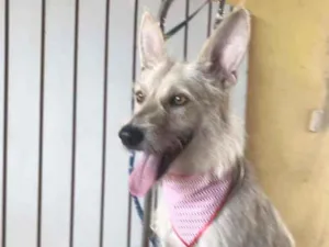 Cachorro raça Srd idade 5 anos nome Lobinho
