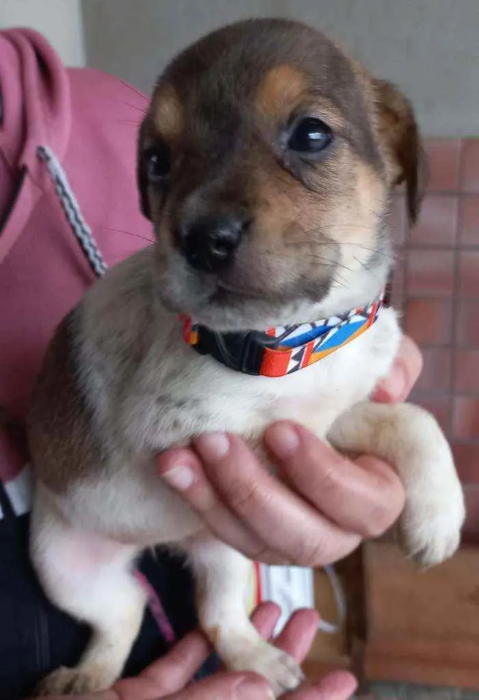Cachorro ra a SRD idade Abaixo de 2 meses nome Ariel