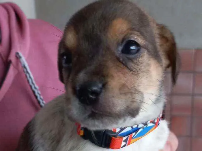 Cachorro ra a SRD idade Abaixo de 2 meses nome Ariel