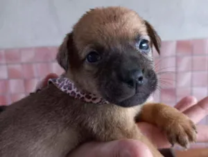 Cachorro raça SRD idade Abaixo de 2 meses nome Jasminie