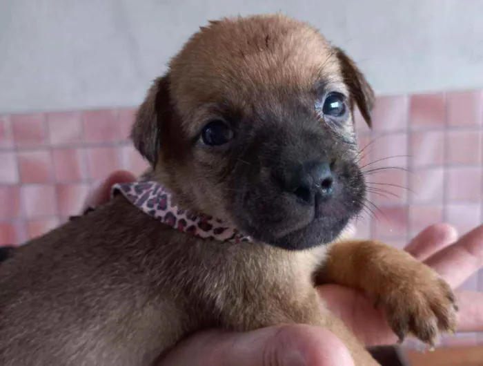 Cachorro ra a SRD idade Abaixo de 2 meses nome Jasminie
