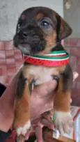 Mulan