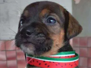 Cachorro raça SRD idade Abaixo de 2 meses nome Mulan