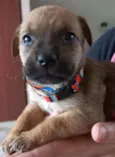 Moana