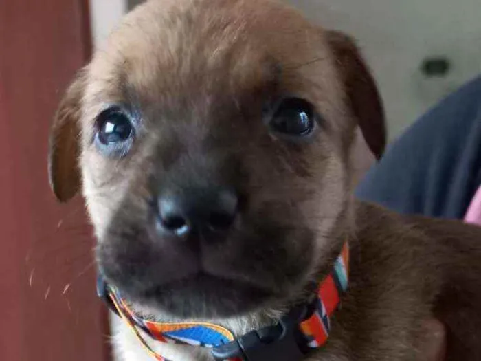 Cachorro ra a SRD idade Abaixo de 2 meses nome Moana