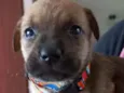 Moana