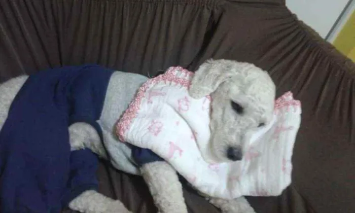 Cachorro raça Poodle idade 3 anos nome Enzo