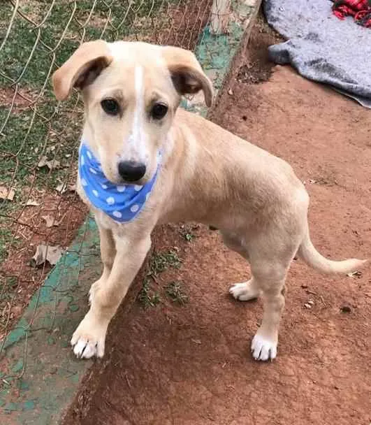 Cachorro ra a SRD idade 2 a 6 meses nome Johann