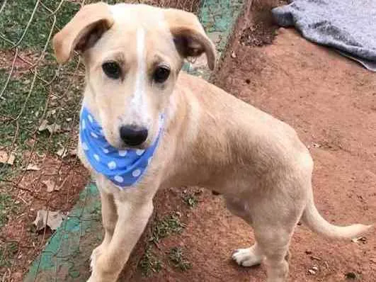 Cachorro ra a SRD idade 2 a 6 meses nome Johann