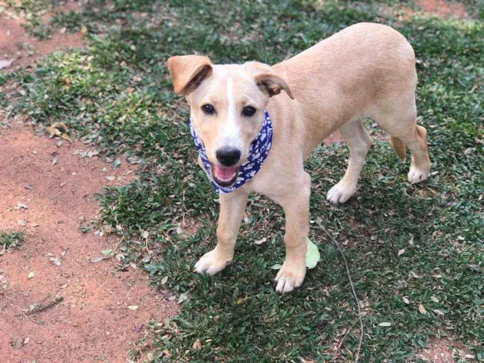 Cachorro ra a SRD idade 2 a 6 meses nome Johann