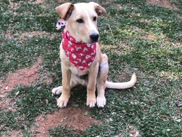 Cachorro ra a SRD idade 2 a 6 meses nome Johann