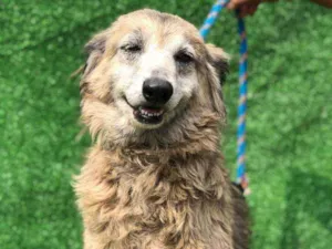 Cachorro raça SRD idade 6 ou mais anos nome Lara