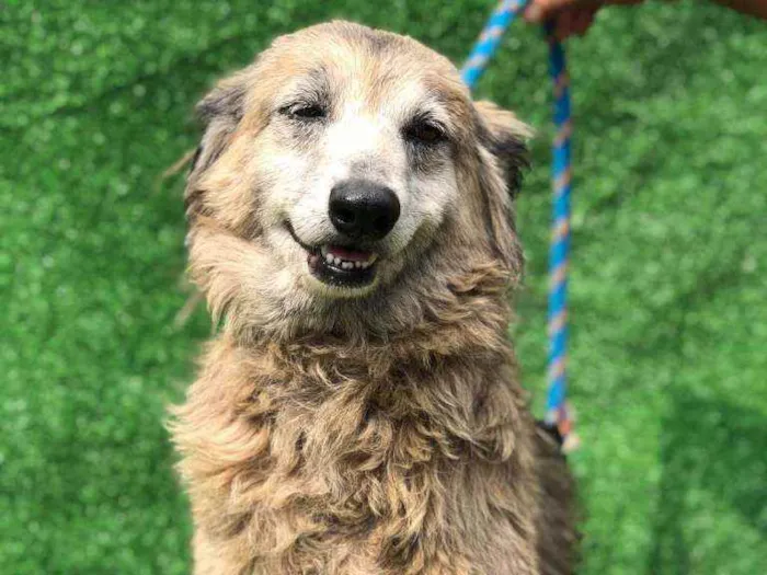 Cachorro ra a SRD idade 6 ou mais anos nome Lara