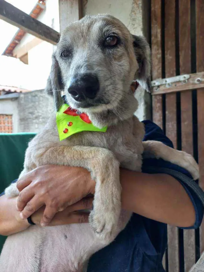 Cachorro ra a SRD idade 6 ou mais anos nome Lara