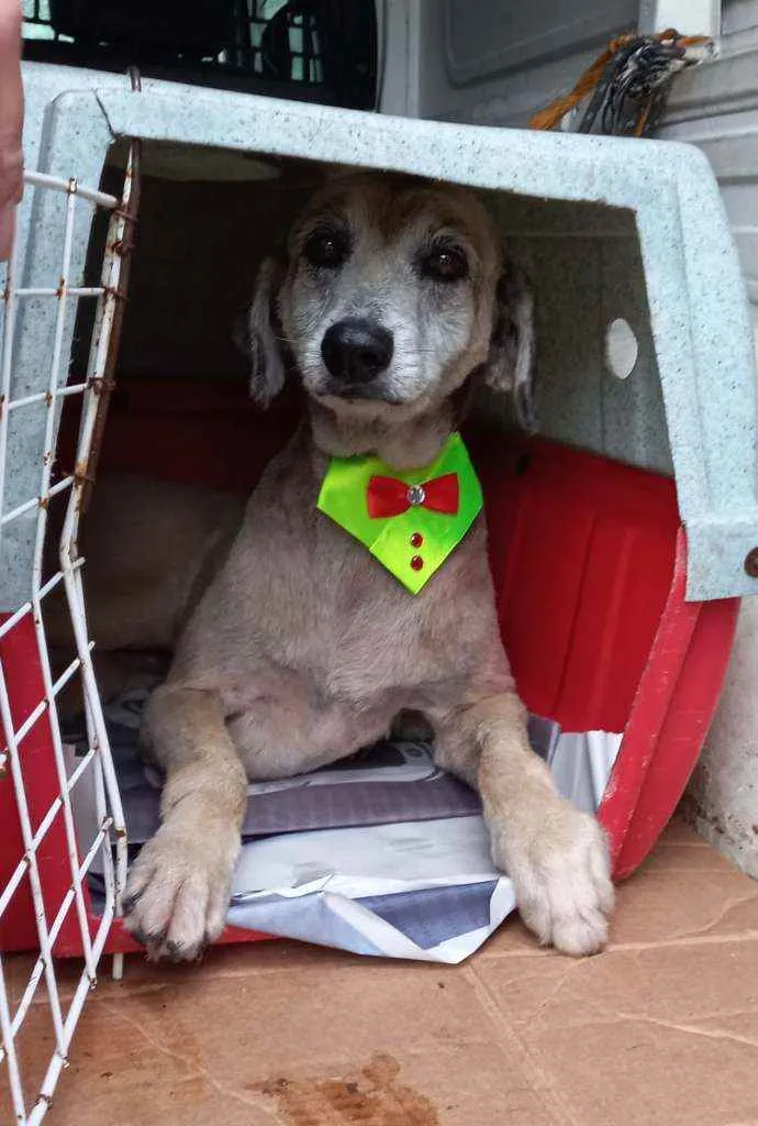 Cachorro ra a SRD idade 6 ou mais anos nome Lara