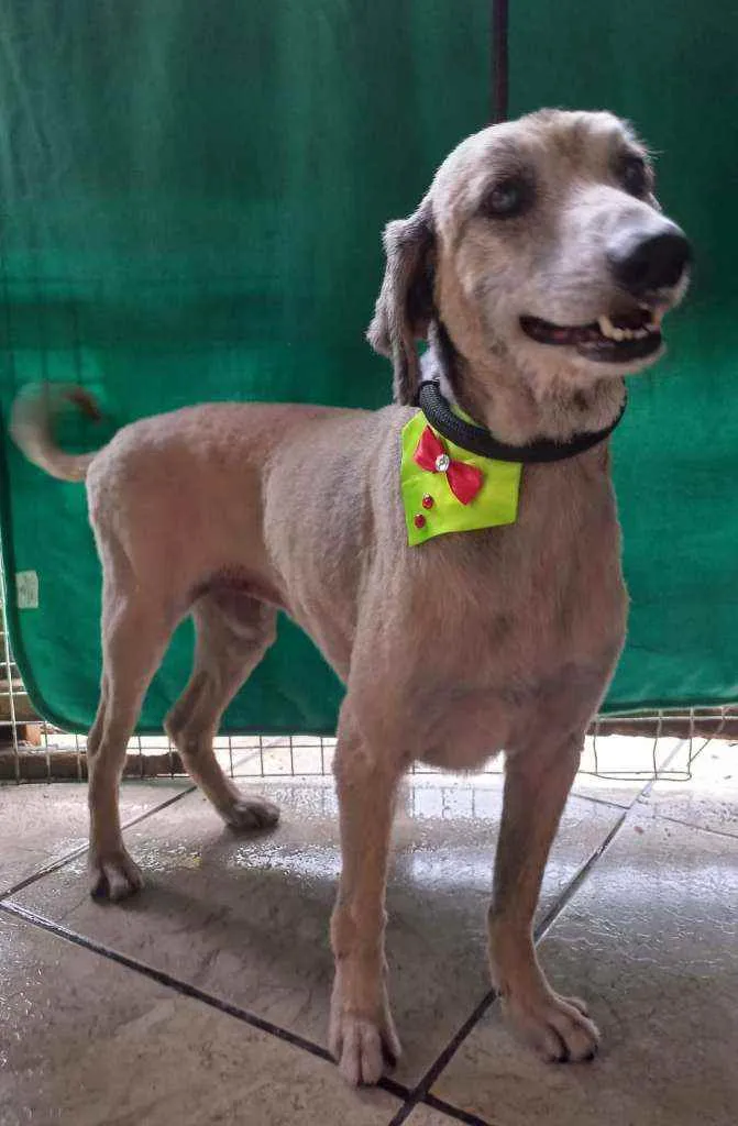 Cachorro ra a SRD idade 6 ou mais anos nome Lara