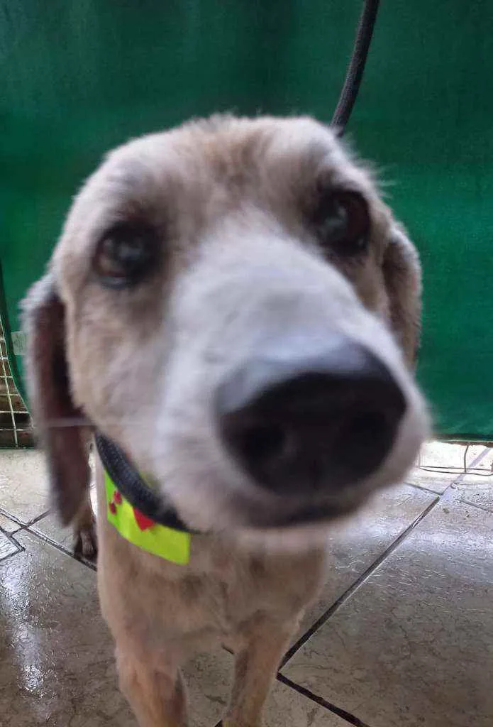 Cachorro ra a SRD idade 6 ou mais anos nome Lara