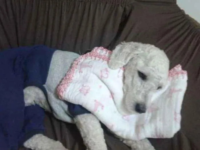 Cachorro raça Poodle idade 3 anos nome Enzo