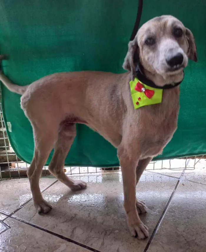 Cachorro ra a SRD idade 6 ou mais anos nome Lara