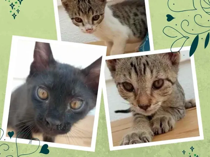 Gato ra a SRD idade 2 a 6 meses nome Sem nome