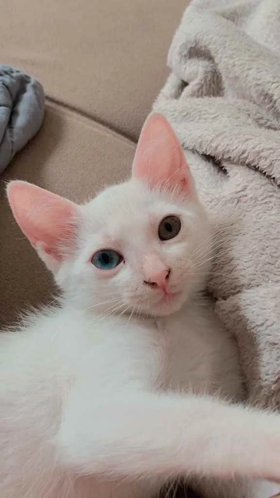 Gato ra a  idade 2 a 6 meses nome Adoção