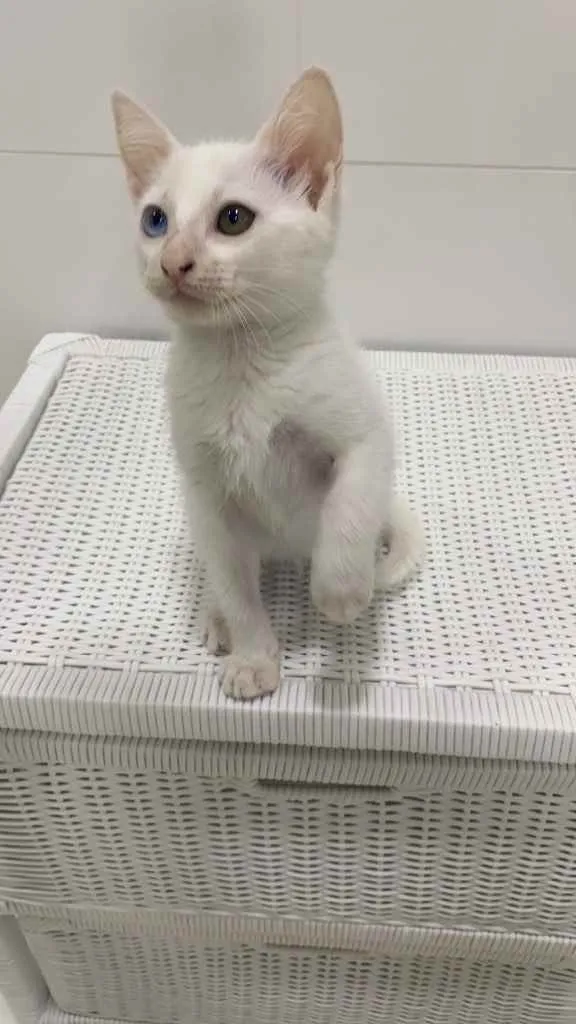 Gato ra a  idade 2 a 6 meses nome Adoção
