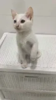 Adoção