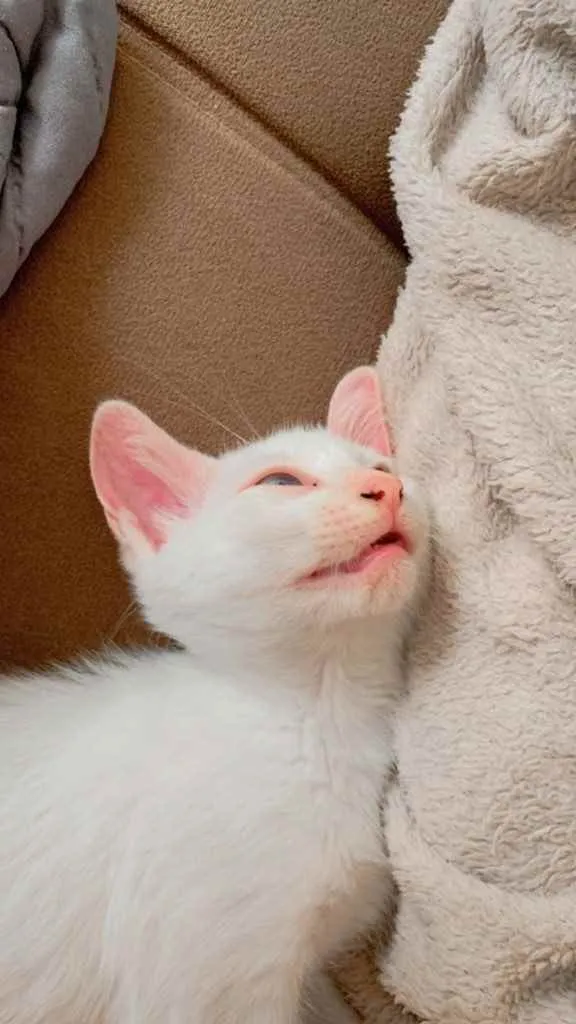 Gato ra a  idade 2 a 6 meses nome Adoção