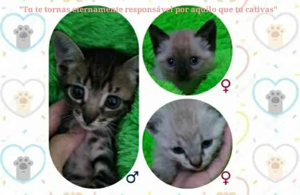 Gato ra a S/ raça  idade 2 a 6 meses nome S/ nome