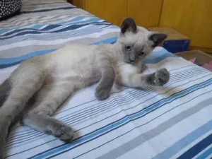 Gato raça SRD-ViraLata idade 2 a 6 meses nome Yiseo