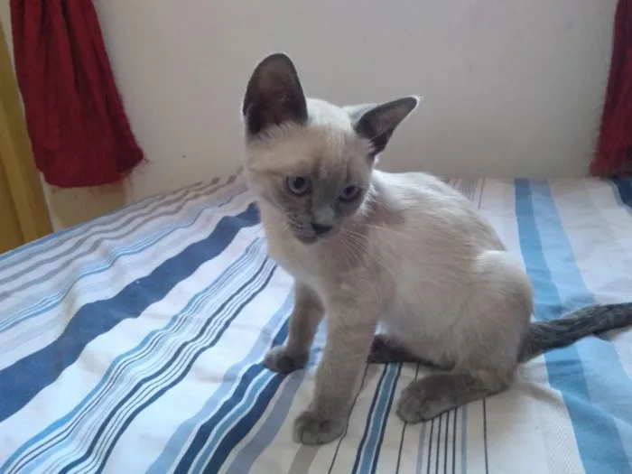 Gato raça SRD-ViraLata idade 2 a 6 meses nome Yiseo