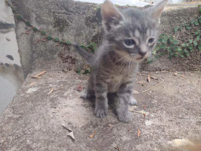 Gato ra a Srd idade Abaixo de 2 meses nome Gengibre