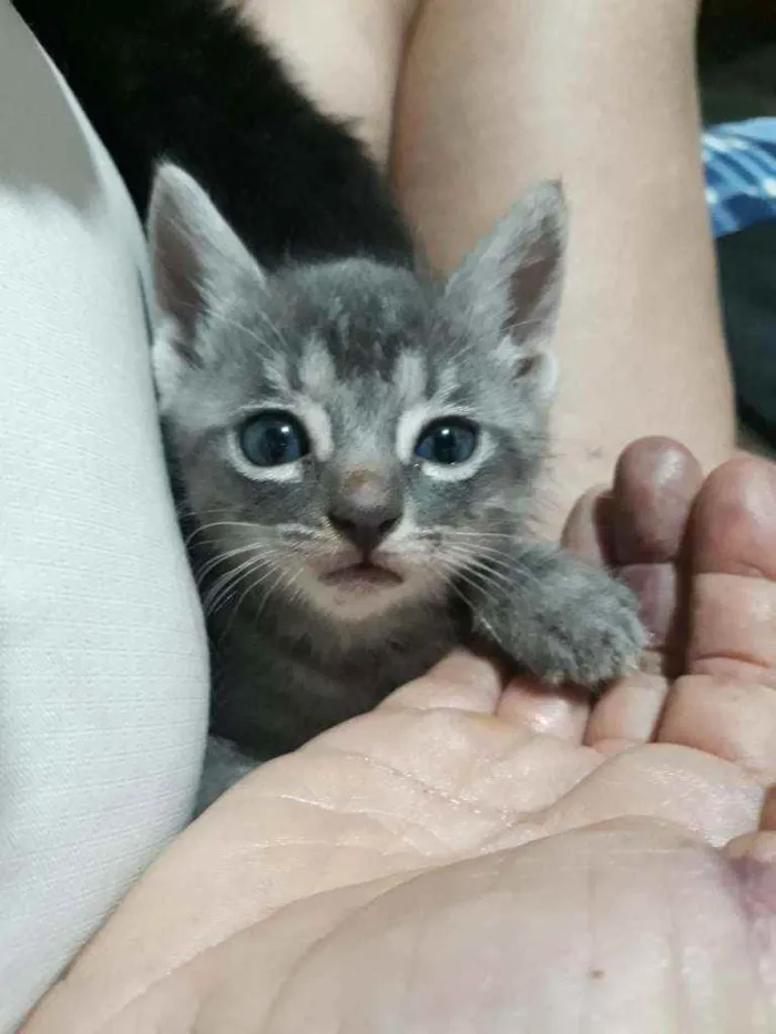 Gato ra a Srd idade Abaixo de 2 meses nome Gengibre