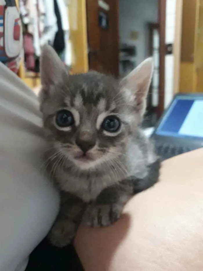 Gato ra a Srd idade Abaixo de 2 meses nome Gengibre