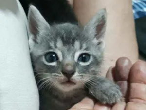 Gato raça Srd idade Abaixo de 2 meses nome Gengibre